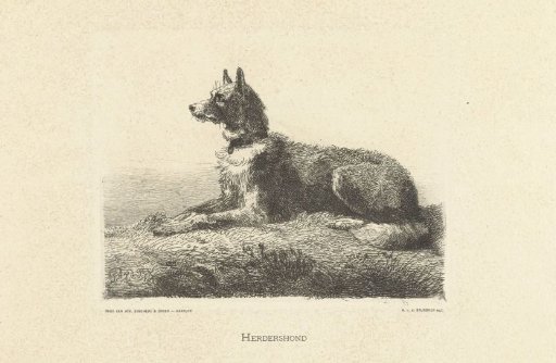 Shepherd Dog