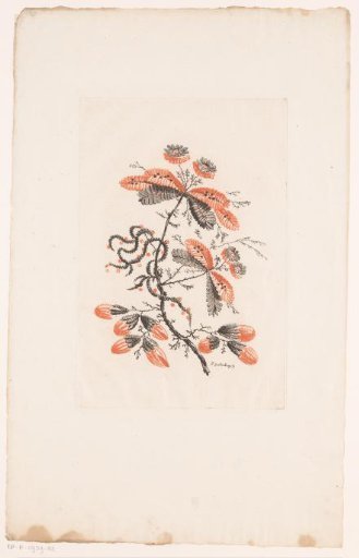 Flowers and buds