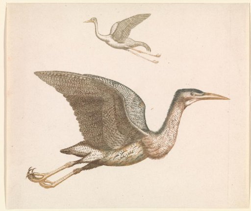 Above a flying crane and below a flying bittern