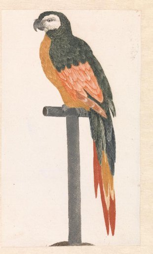 Parrot on a perch