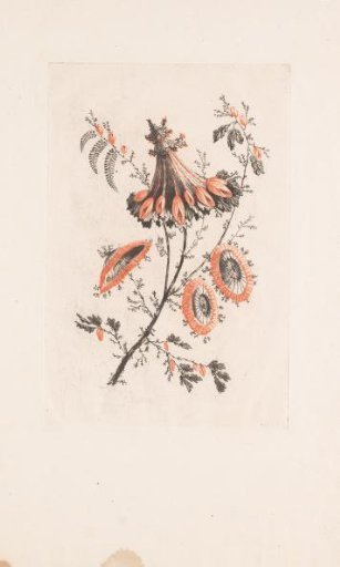 Parasol-shaped flowers