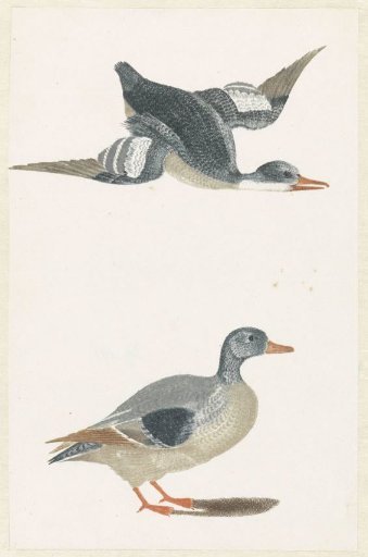 Flying Duck Facing Right and Standing Duck
