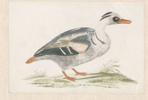 Standing duck with white breast to the right
