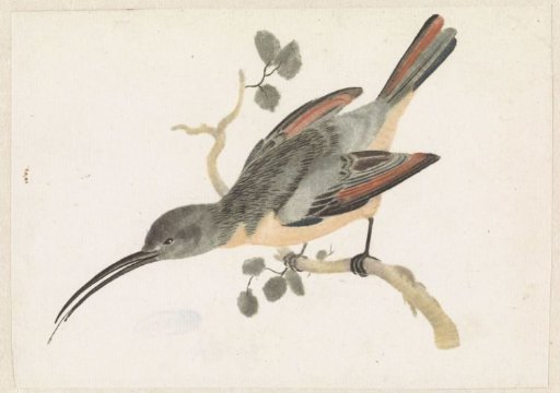 Hummingbird on a Branch Facing Left