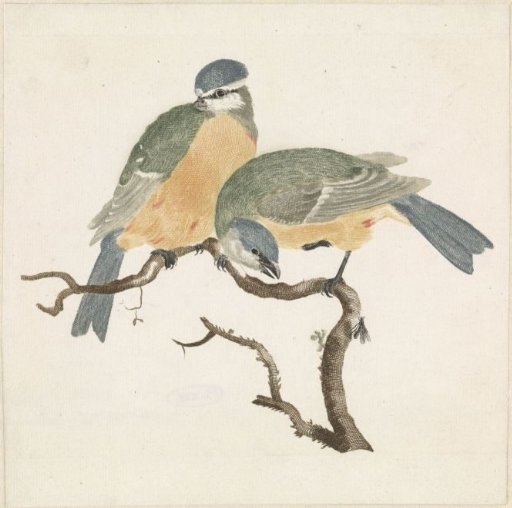A titmouse and a great tit on a branch