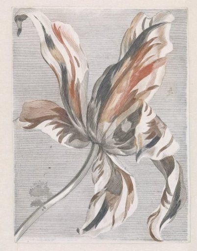 Tulip