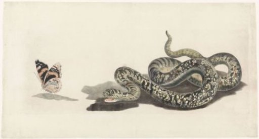Snake with a Butterfly