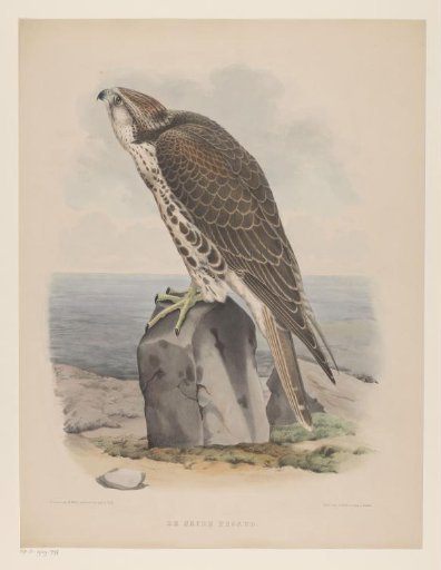 Falcon
