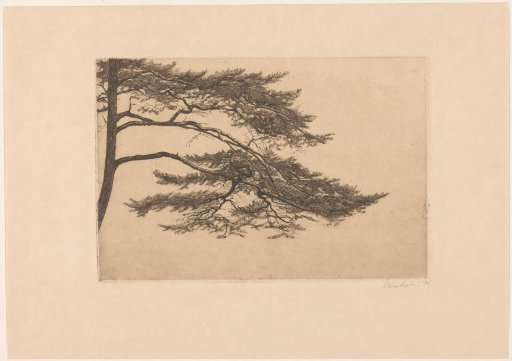 Study of a Pine Tree