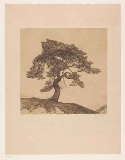 Tree in a Landscape