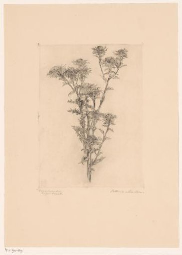 Thistle study