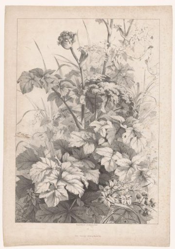 Field flowers