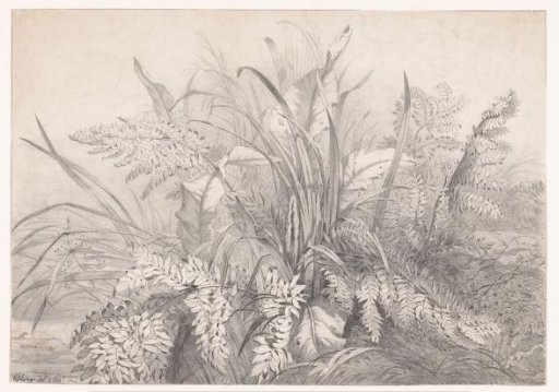 Group of various plants