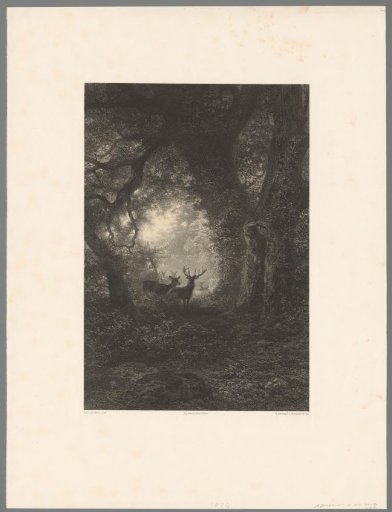 Stags in a forest