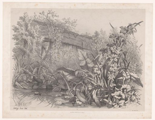 Plants by water and a gutter