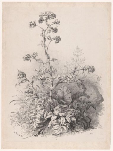 Plant from the umbellifer family