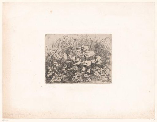 Fine water crowfoot and other water plants