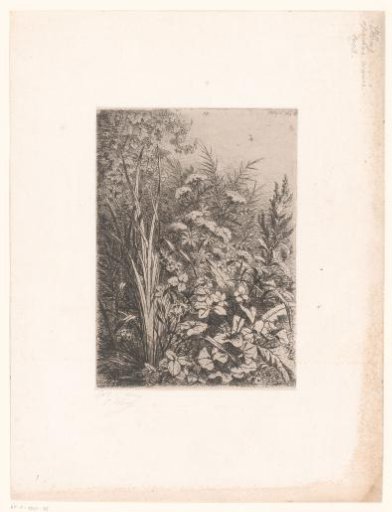 Plants