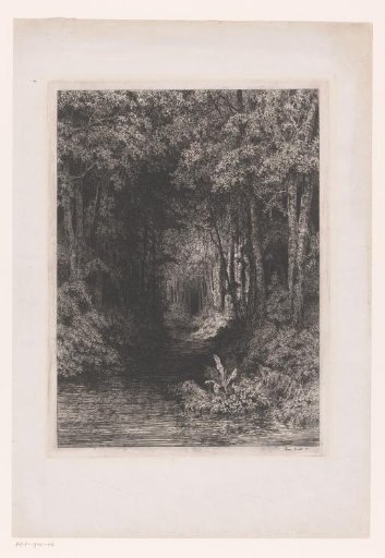 Stream through the forest