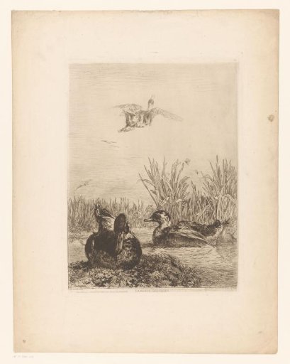 Wild ducks in a pond