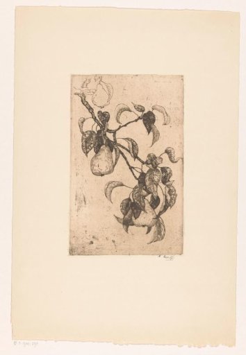 Branch with pears