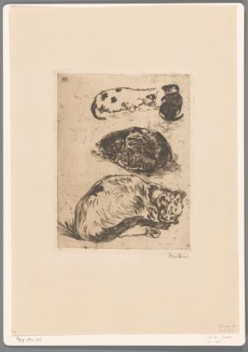 Study of Cats