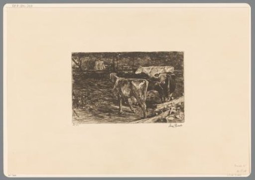 Four Cows in a Meadow
