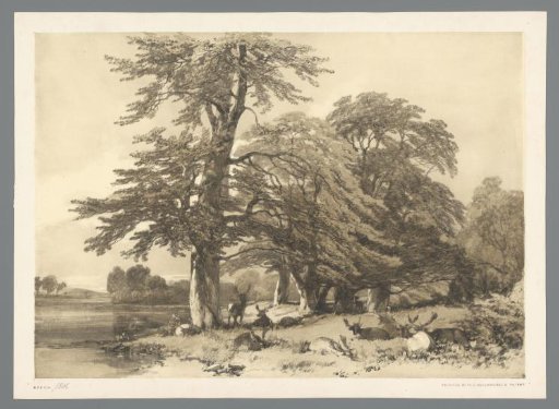 Landscape with deer at a shore in Arundel Park