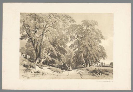 Landscape with a forest path near Greta Bridge