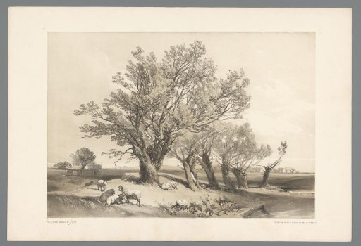 Landscape with sheep in a meadow in Great Munden Park