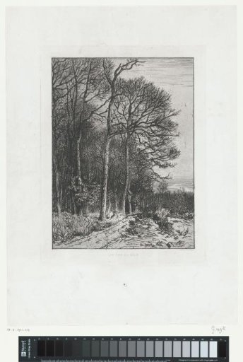 Landscape at the edge of a forest