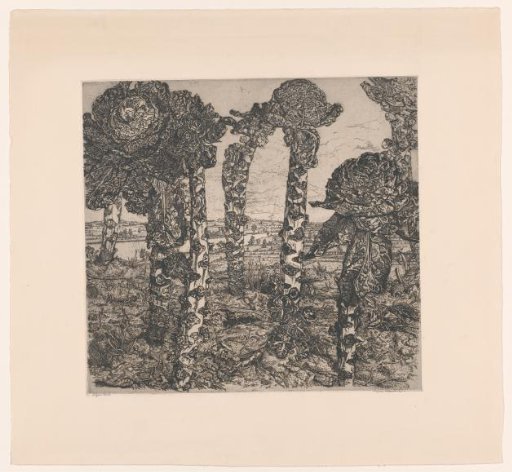 Cabbage in a landscape