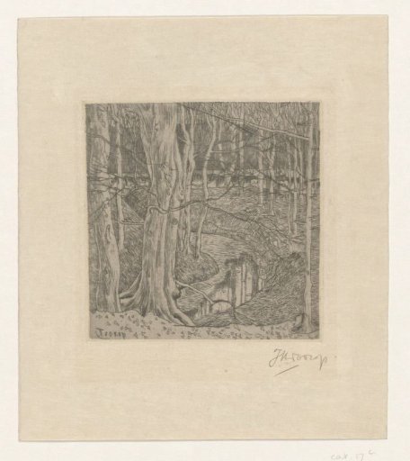 Bare Beech Trees Along a Stream