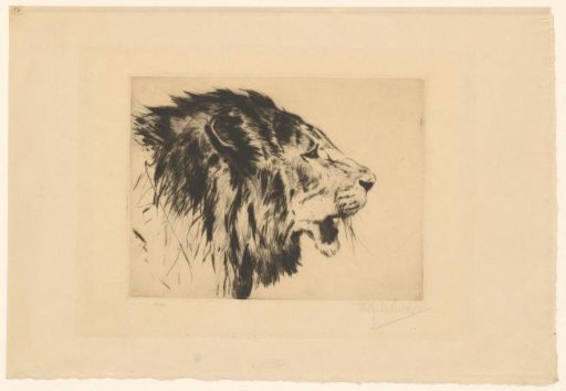 Lion's Head