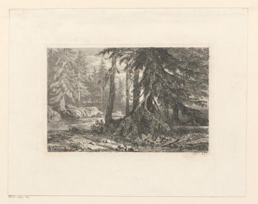 Woodland landscape with pine trees along a river