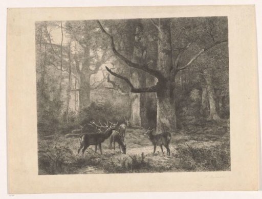 Deer in a forest