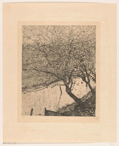 Leaning apple trees along a ditch