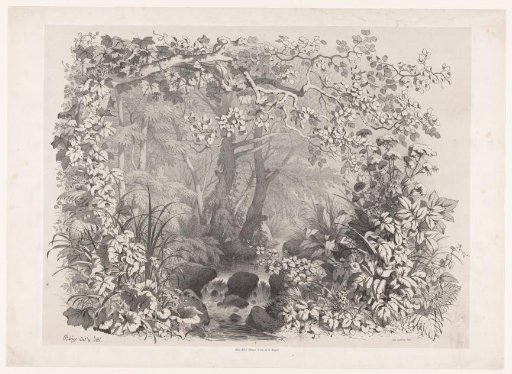 Stream with forest and bank plants