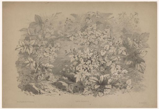 Sorrel and geraniums