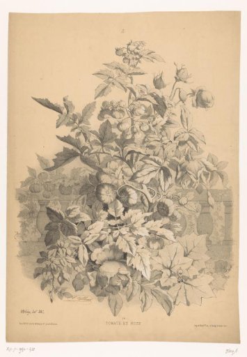 Tomatoes and roses