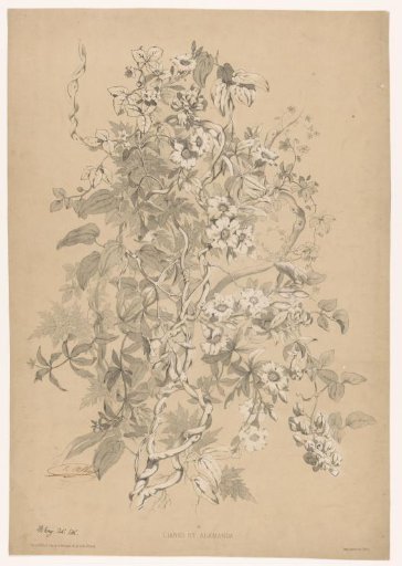 Vines and Wilkens bitter