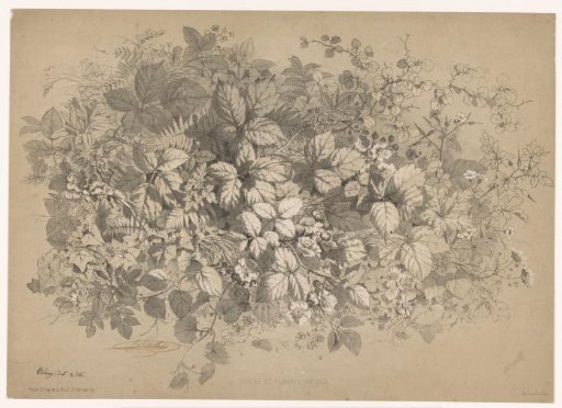 Brambles and other plants