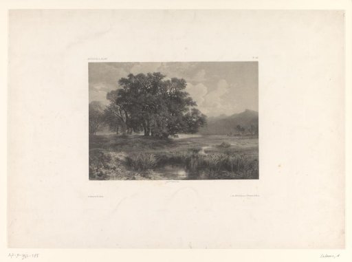 Mountain landscape with group of trees by a marsh