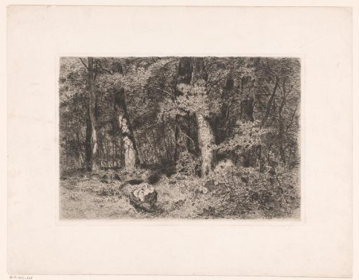 Forest view