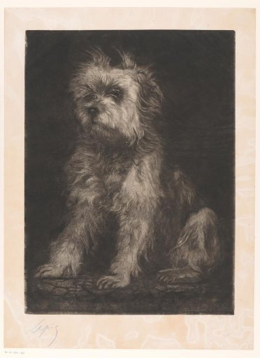 Sitting dog, possibly a Cairn Terrier