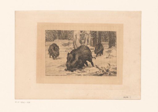 Wild Boars in a Forest