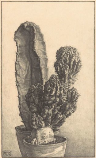 Cacti
