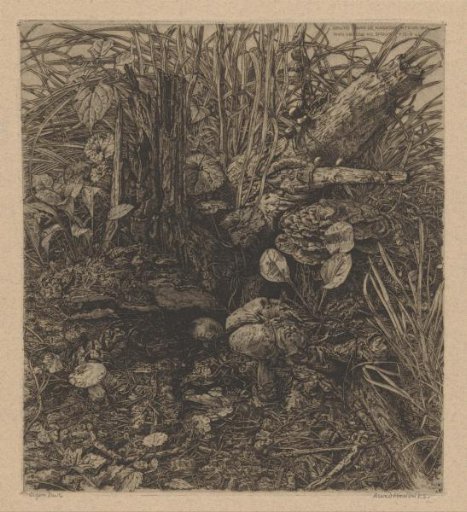 Mushrooms by a tree stump