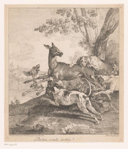 Stag Attacked by Hunting Dogs