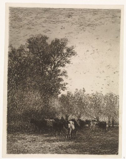 Cows on a clearing, near willows